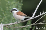 Red-backed Shrike (Lanius collurio)