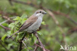 Grauwe Klauwier (Lanius collurio)