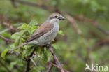 Grauwe Klauwier (Lanius collurio)