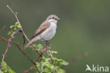 Grauwe Klauwier (Lanius collurio)