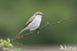 Red-backed Shrike (Lanius collurio)