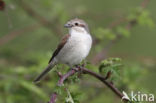 Grauwe Klauwier (Lanius collurio)