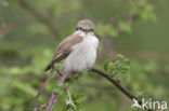 Red-backed Shrike (Lanius collurio)