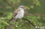 Red-backed Shrike (Lanius collurio)