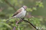 Grauwe Klauwier (Lanius collurio)