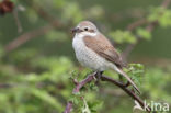 Grauwe Klauwier (Lanius collurio)