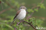 Grauwe Klauwier (Lanius collurio)