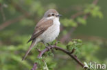 Red-backed Shrike (Lanius collurio)