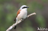 Red-backed Shrike (Lanius collurio)