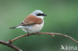 Grauwe Klauwier (Lanius collurio)