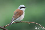 Grauwe Klauwier (Lanius collurio)