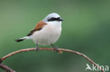 Red-backed Shrike (Lanius collurio)