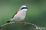 Red-backed Shrike (Lanius collurio)