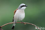 Red-backed Shrike (Lanius collurio)