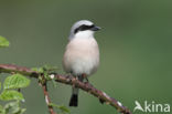 Red-backed Shrike (Lanius collurio)