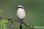 Red-backed Shrike (Lanius collurio)