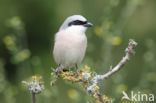 Grauwe Klauwier (Lanius collurio)