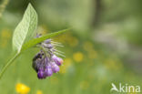 Common Comfrey (Symphytum officinale)