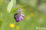 Common Comfrey (Symphytum officinale)