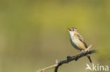 Sedge Warbler (Acrocephalus schoenobaenus)