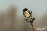 European Stonechat (Saxicola rubicola)