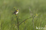 Northern Wheatear (Oenanthe oenanthe)