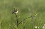 Tapuit (Oenanthe oenanthe)