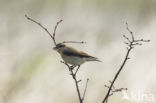 Northern Wheatear (Oenanthe oenanthe)