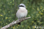 Red-backed Shrike (Lanius collurio)