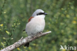 Grauwe Klauwier (Lanius collurio)