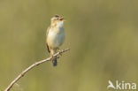 Sedge Warbler (Acrocephalus schoenobaenus)