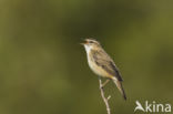 Sedge Warbler (Acrocephalus schoenobaenus)