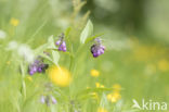 Common Comfrey (Symphytum officinale)