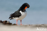 Oystercatcher (Haematopus ostralegus)