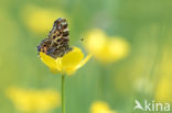 Landkaartje (Araschnia levana)