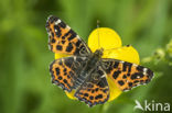 Map Butterfly (Araschnia levana)