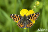 Landkaartje (Araschnia levana)