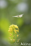 Orange-tip (Anthocharis cardamines)