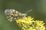 Oranjetipje (Anthocharis cardamines)