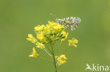 Oranjetipje (Anthocharis cardamines)