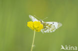 Orange-tip (Anthocharis cardamines)