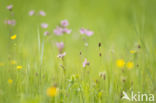 Echte koekoeksbloem (Lychnis flos-cuculi)