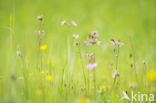 Echte koekoeksbloem (Lychnis flos-cuculi)