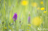 Common Spotted Orchid (Dactylorhiza fuchsii)