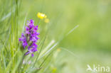 Common Spotted Orchid (Dactylorhiza fuchsii)
