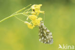 Oranjetipje (Anthocharis cardamines)