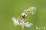 Orange-tip (Anthocharis cardamines)