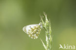 Orange-tip (Anthocharis cardamines)