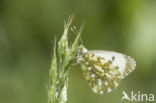 Oranjetipje (Anthocharis cardamines)