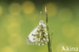 Oranjetipje (Anthocharis cardamines)